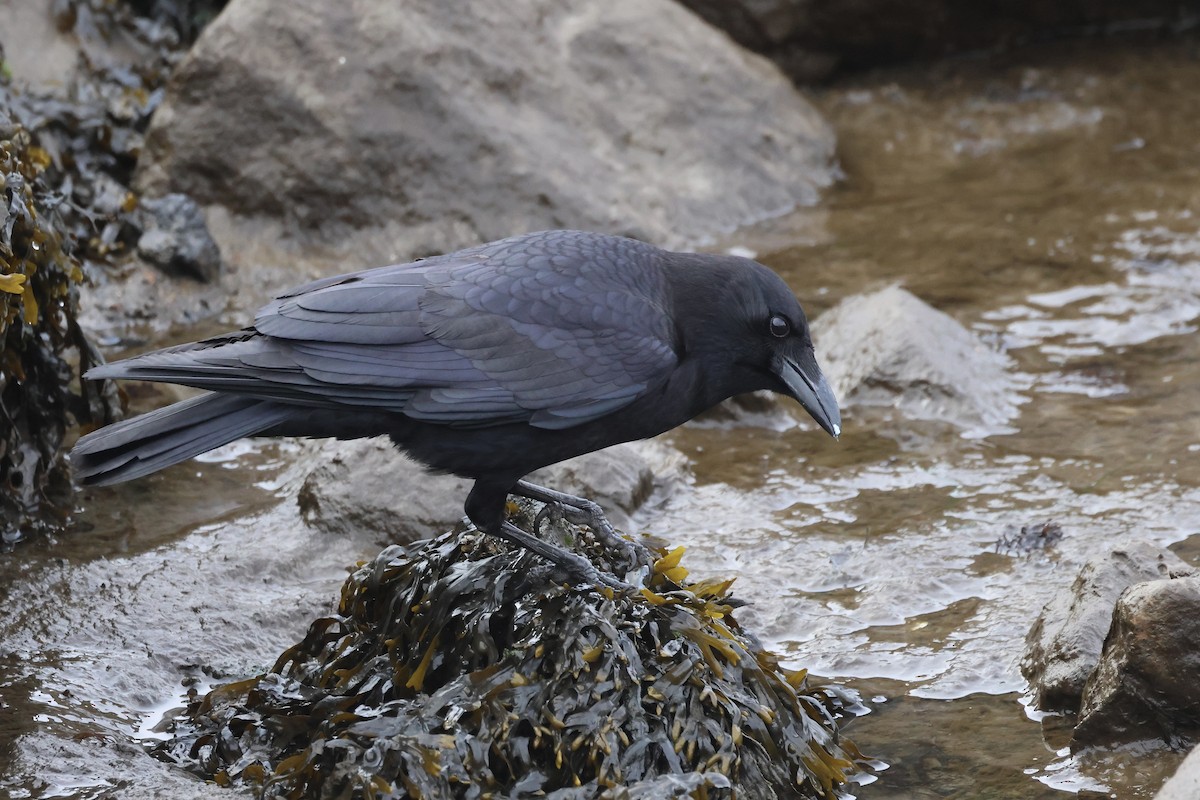 American Crow - ML614805037