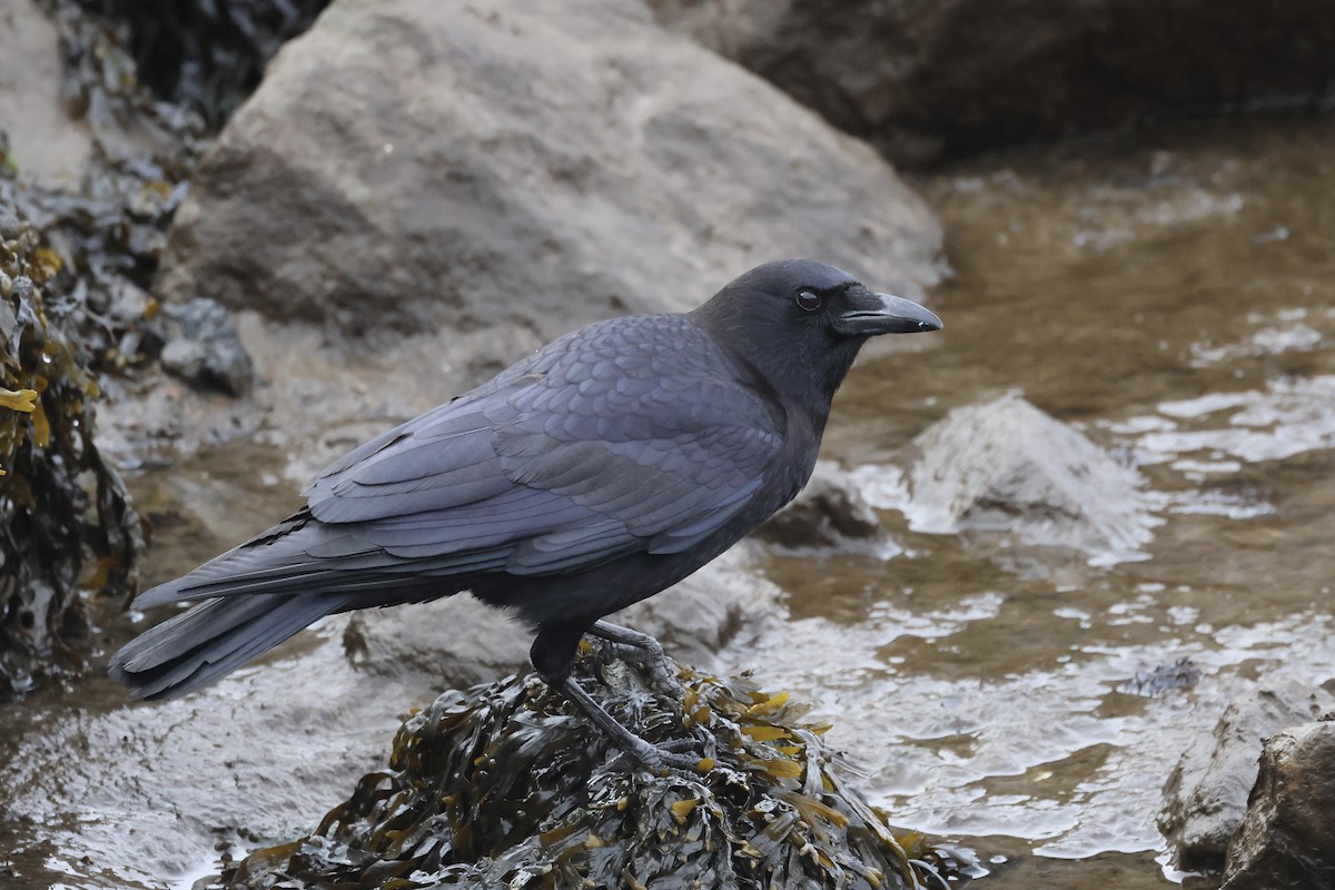 American Crow - ML614805039