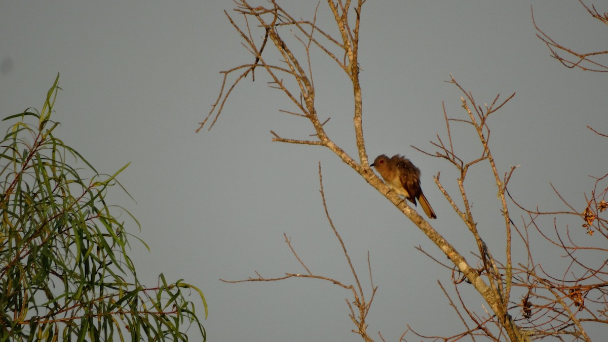 Ash-colored Cuckoo - ML614805061