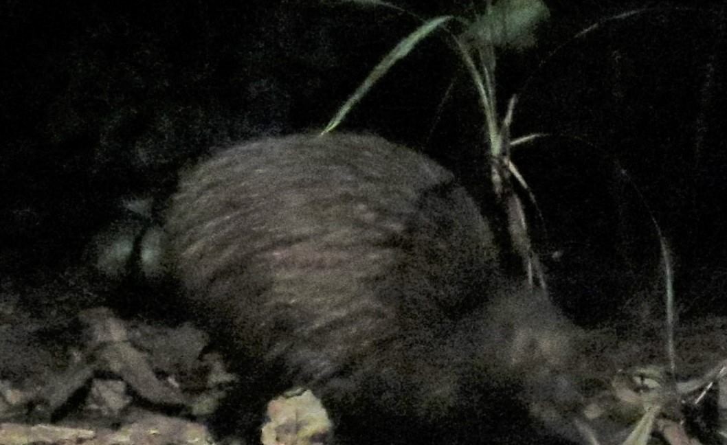 North Island Brown Kiwi - Sze On Ng (Aaron)