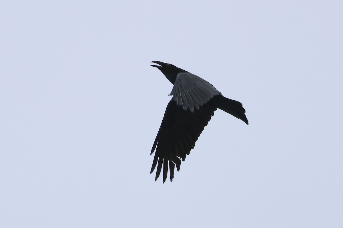 Common Raven - E R