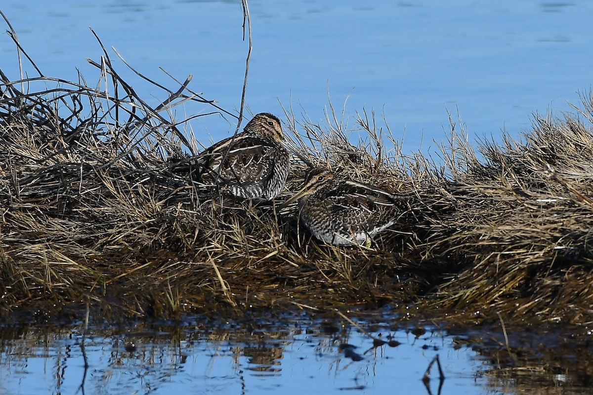 Wilson's Snipe - MJ OnWhidbey