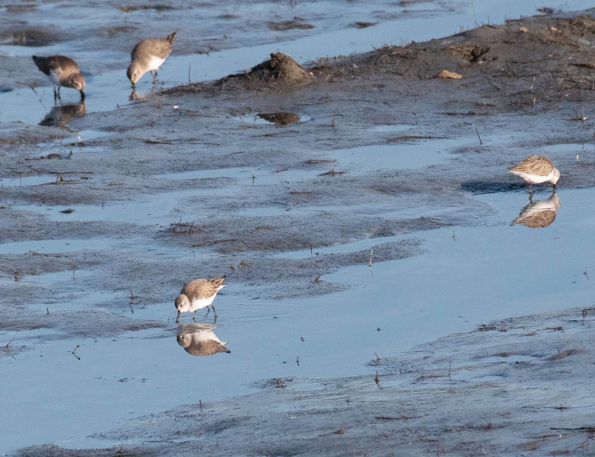 Western Sandpiper - ML614805203