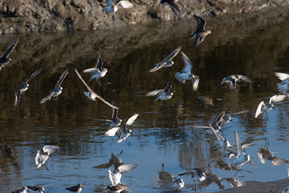 Western Sandpiper - ML614805206