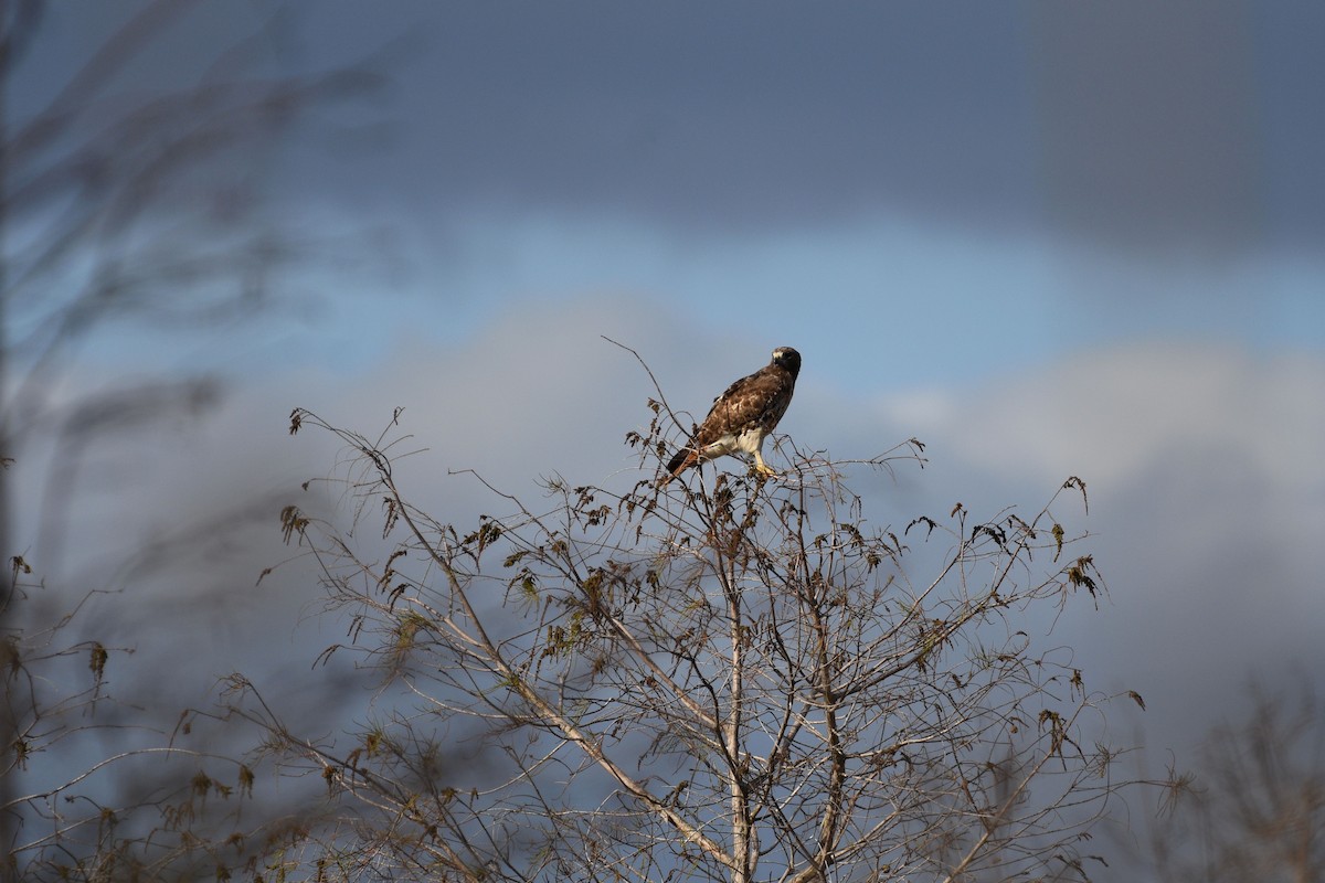 Red-tailed Hawk - Sydney Gerig