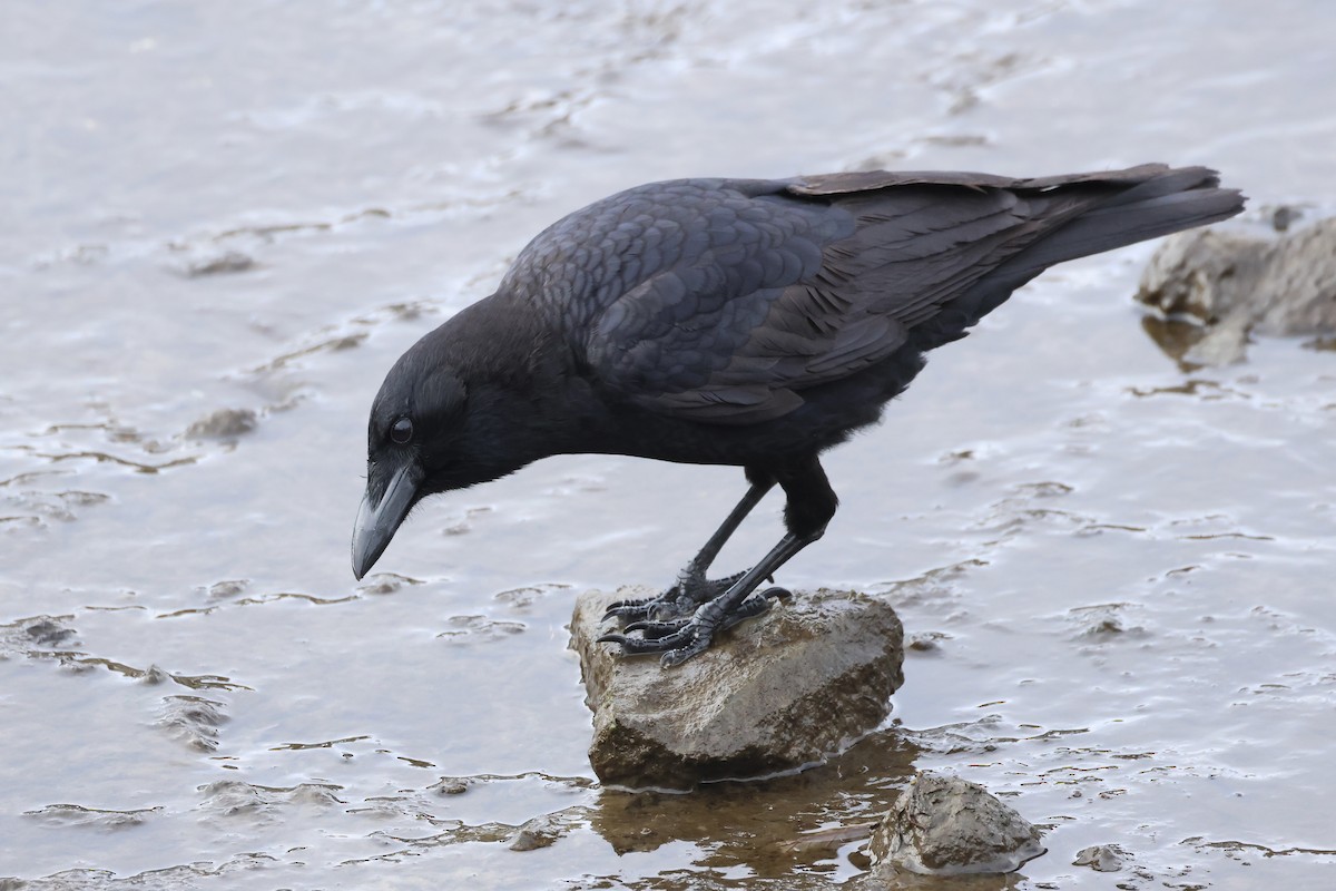 American Crow - ML614805292