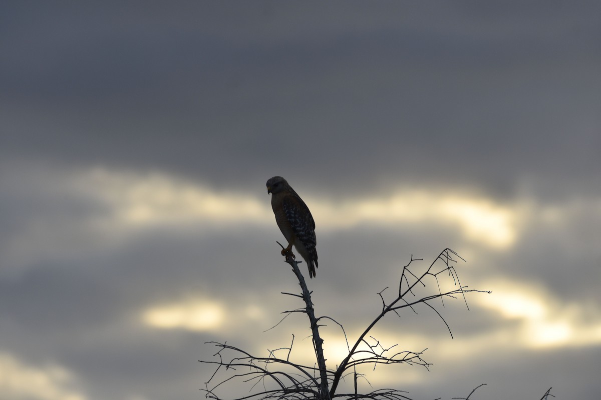 Red-shouldered Hawk - ML614805293