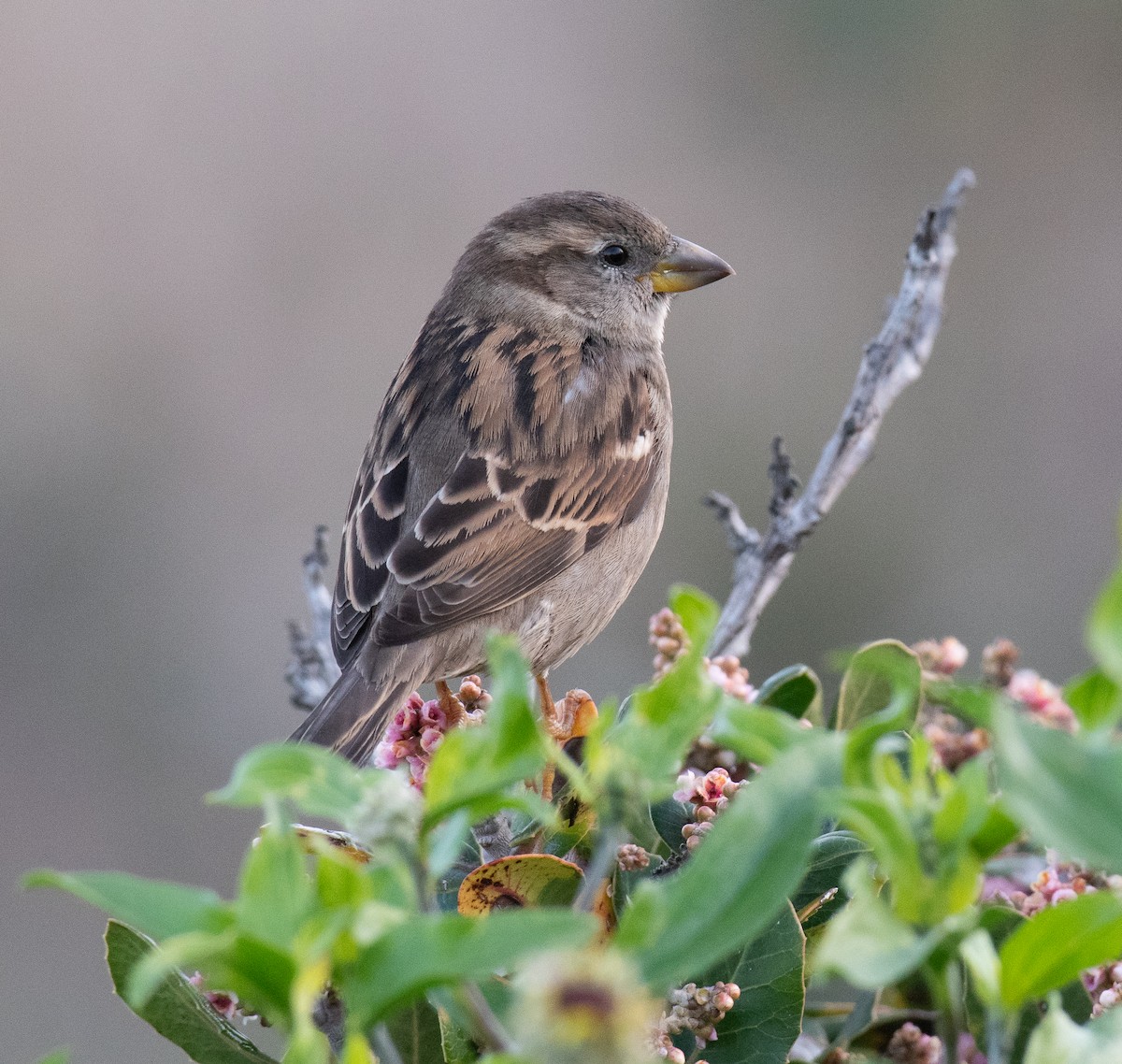 House Sparrow - Hume Vance