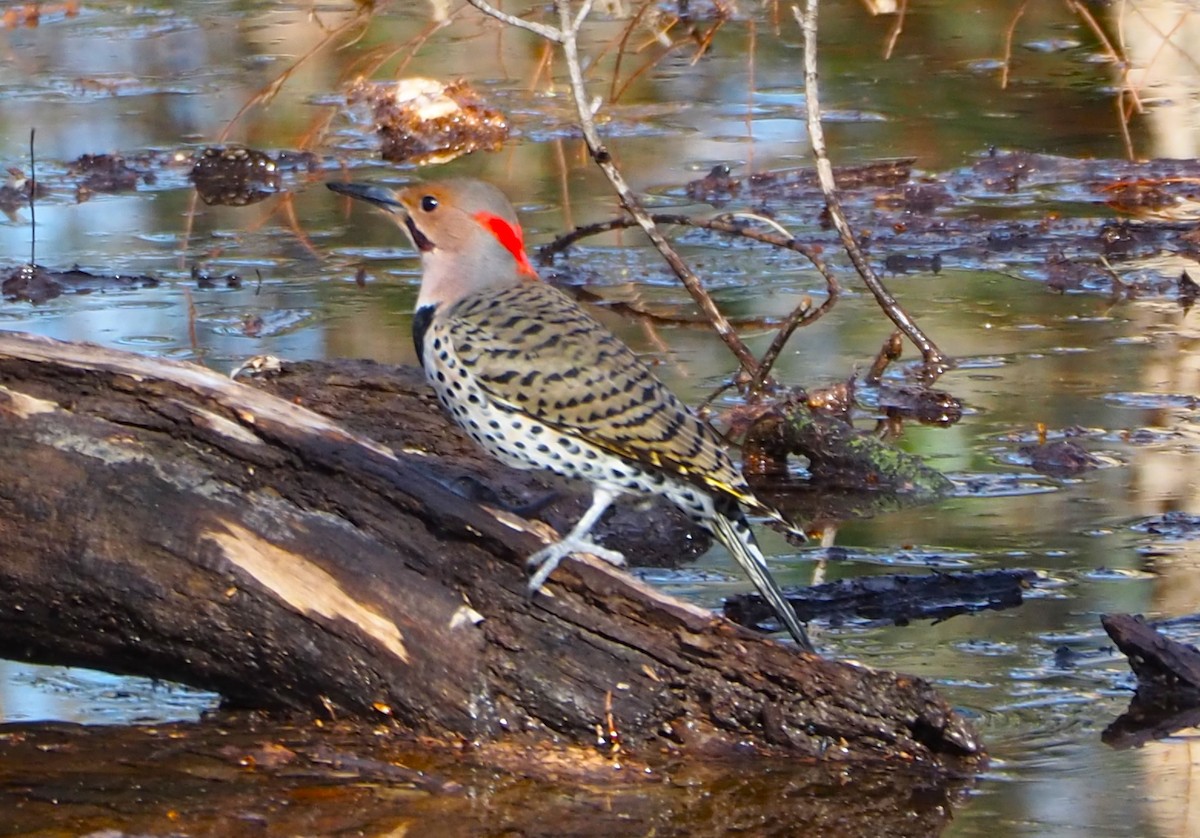 Northern Flicker - ML614805344