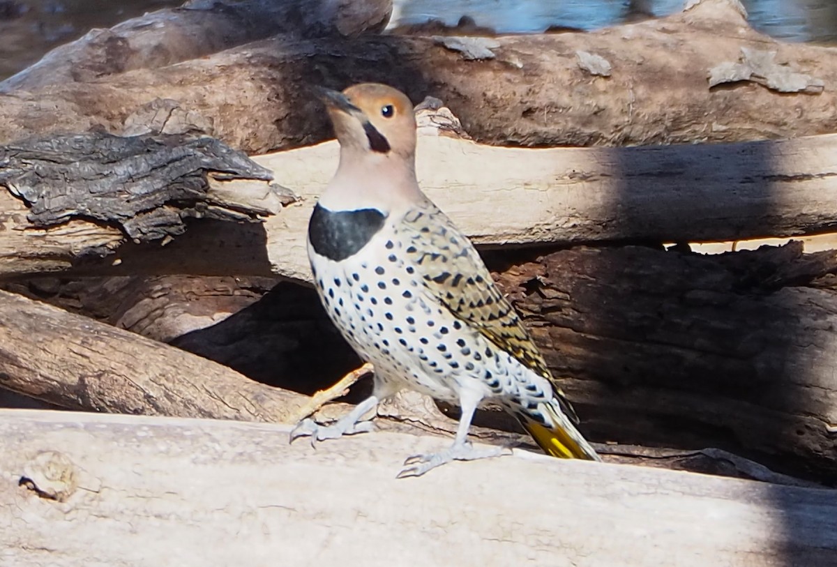 Northern Flicker - ML614805347