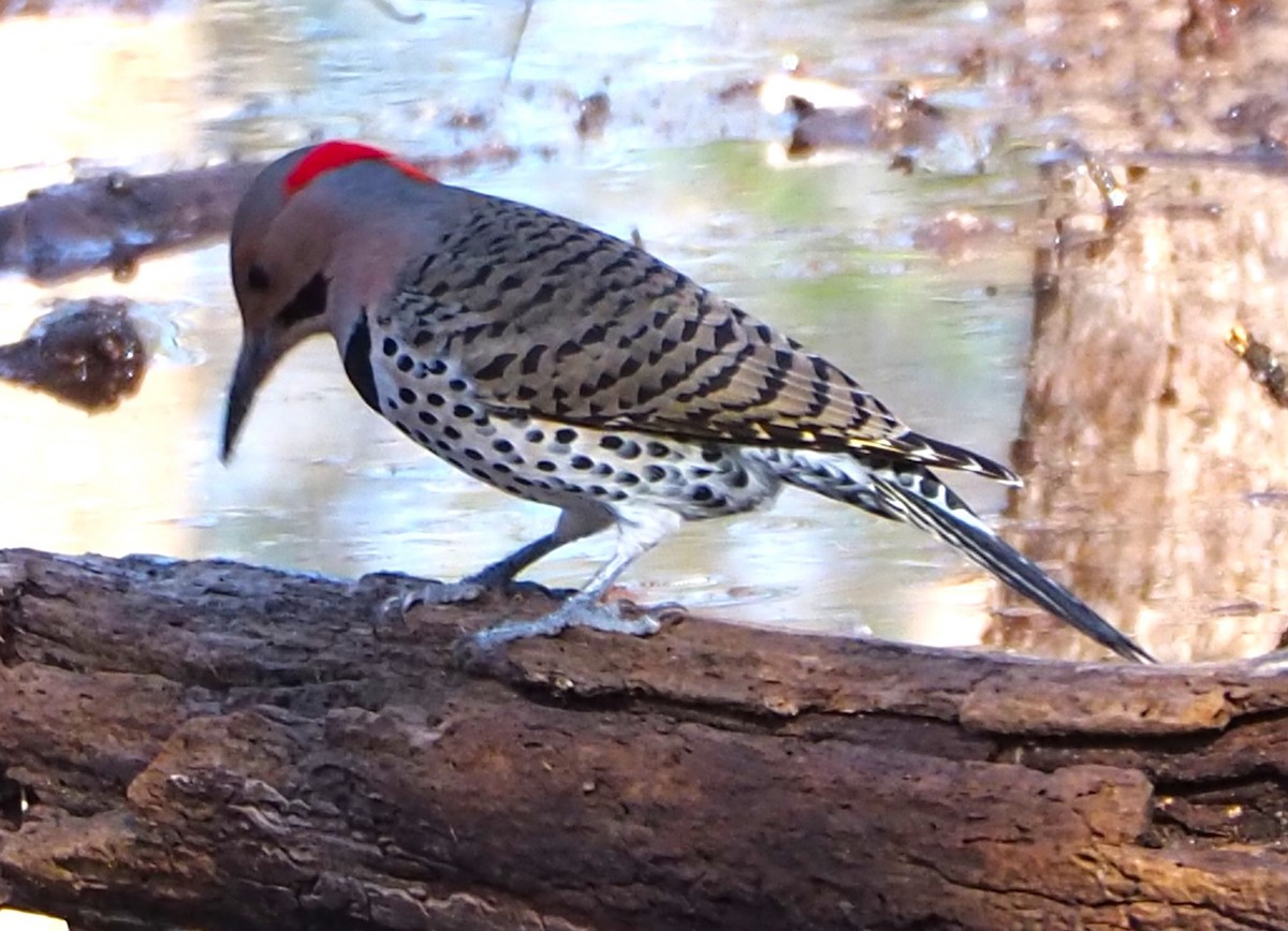 Northern Flicker - ML614805348