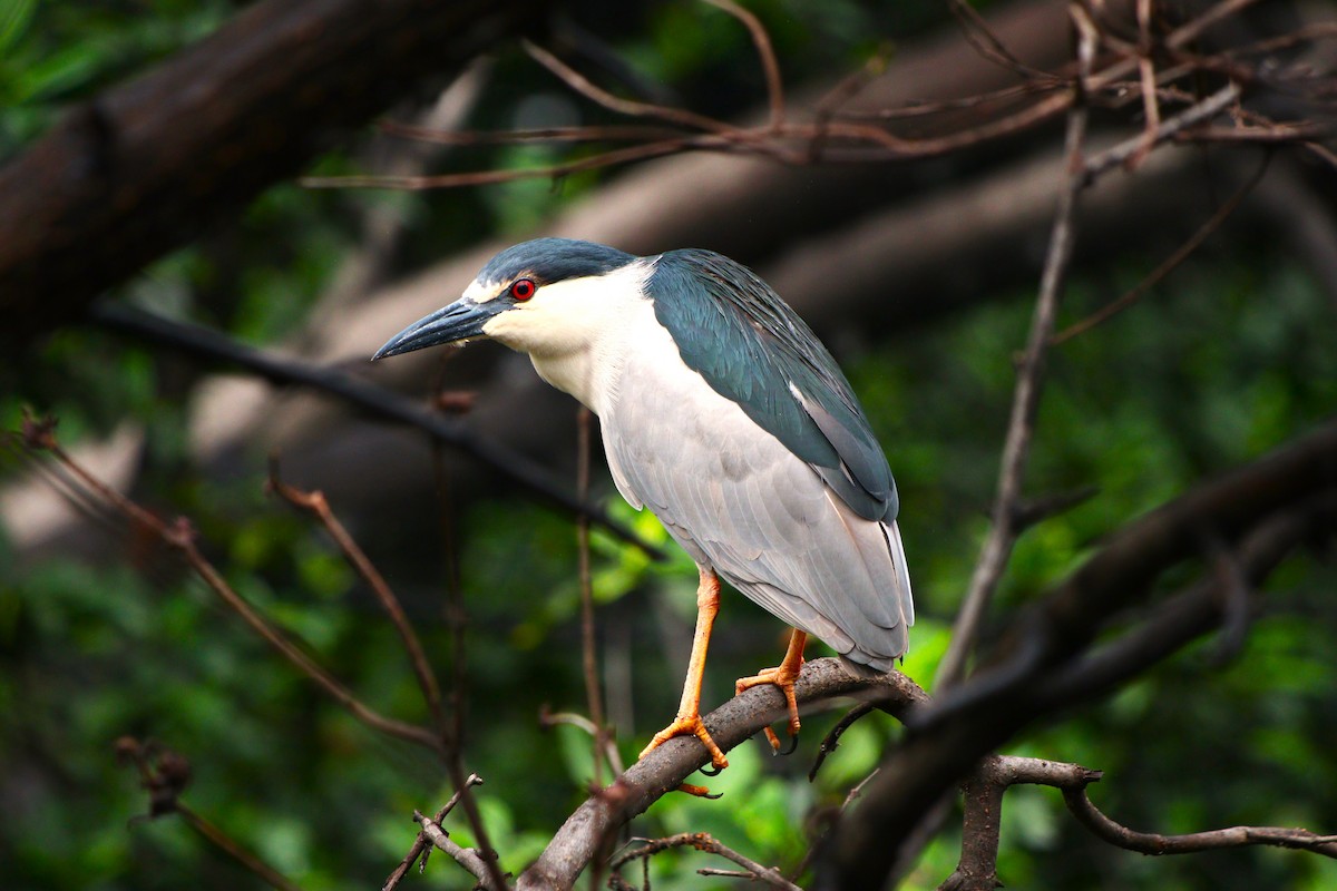 Black-crowned Night Heron - césar antonio ponce