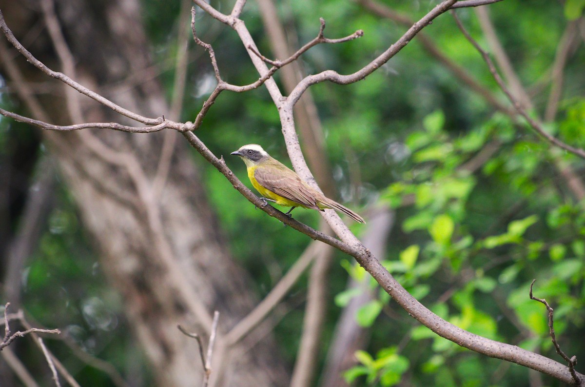 Social Flycatcher - ML614805467