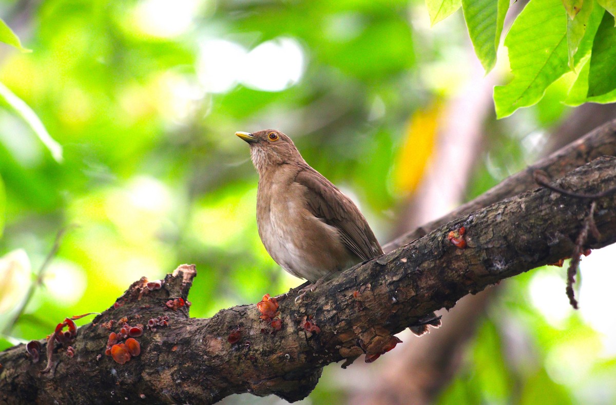 Ecuadorian Thrush - ML614805487