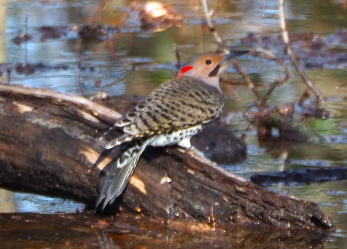 Northern Flicker - ML614805493