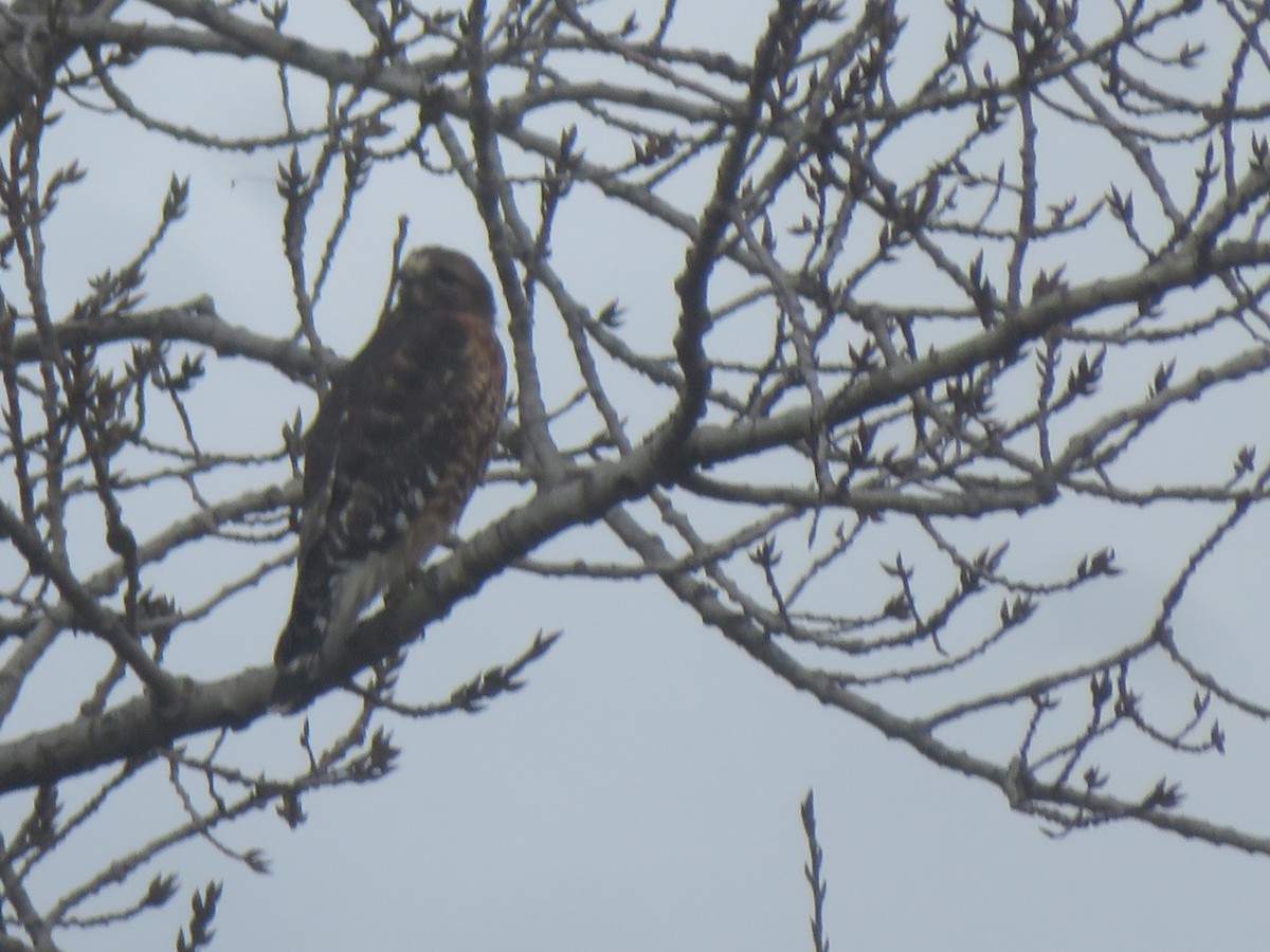 Red-shouldered Hawk - ML614805522