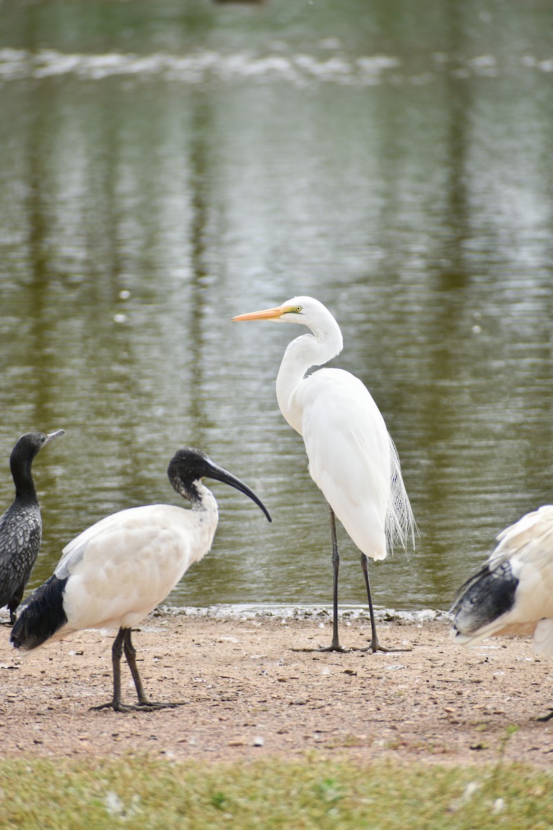 Great Egret - ML614805538