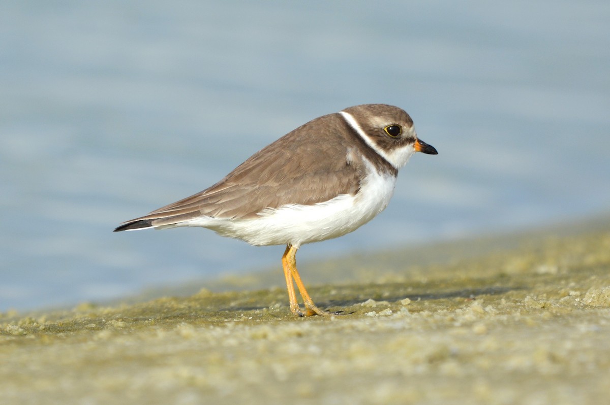 Semipalmated Plover - ML614805561
