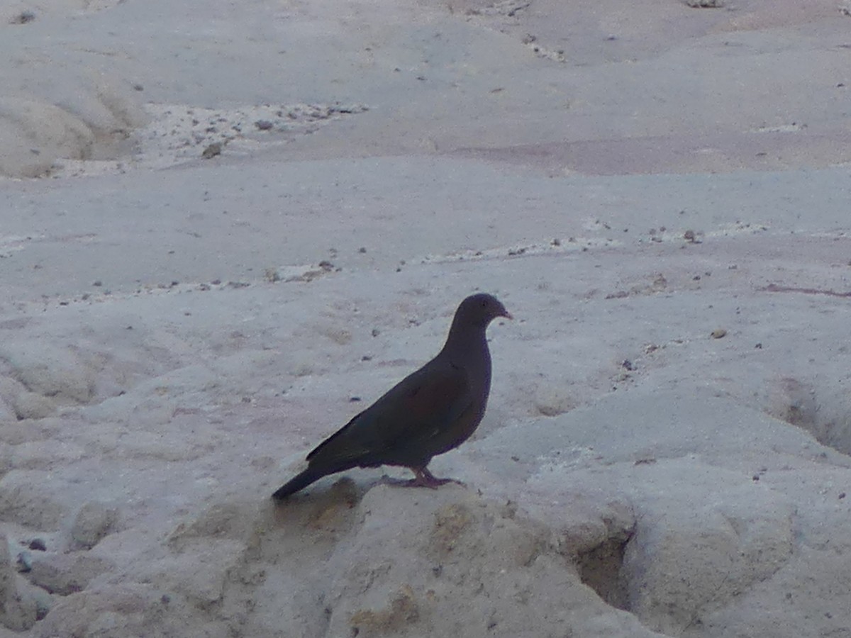 Red-billed Pigeon - ML614805596