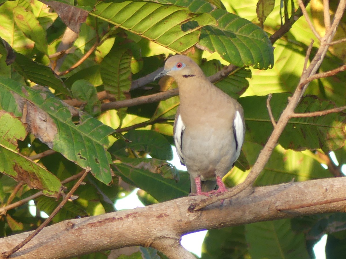 White-winged Dove - ML614805612