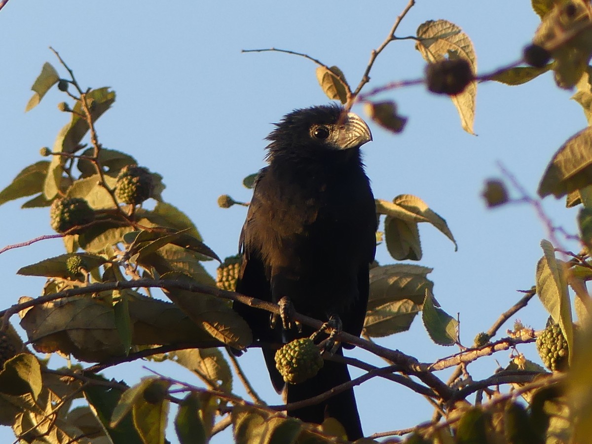 Groove-billed Ani - ML614805621