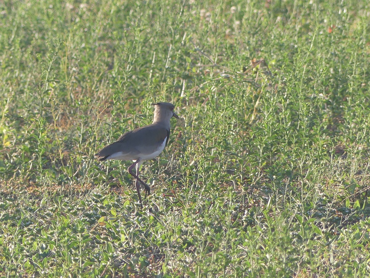 Southern Lapwing - ML614805627