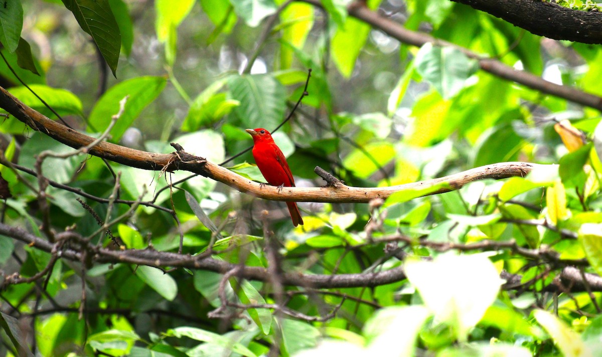 Summer Tanager - ML614805632