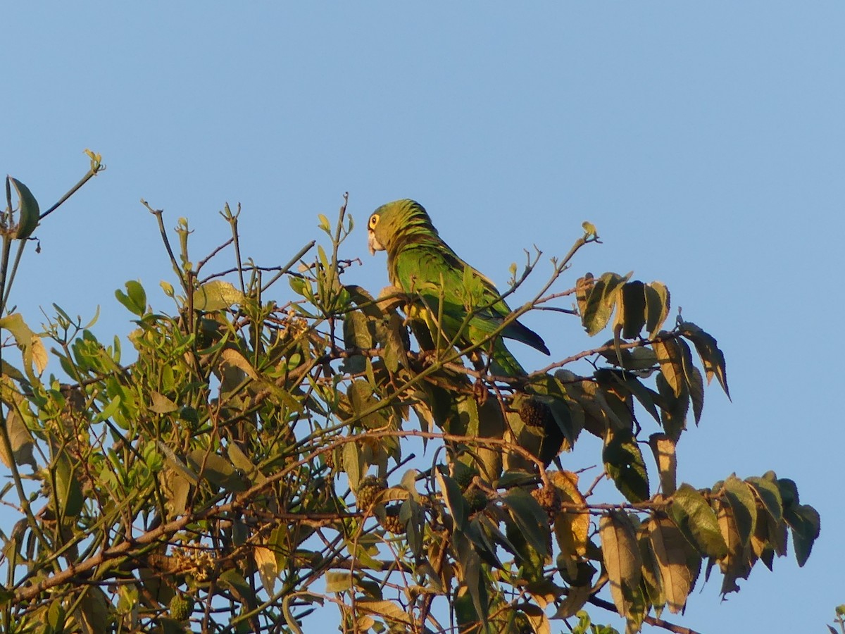 Aratinga Frentinaranja - ML614805638