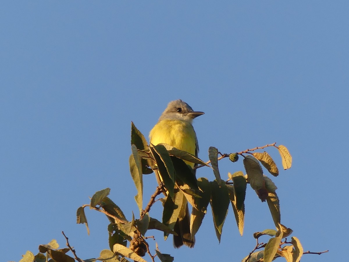 Tropical Kingbird - ML614805647