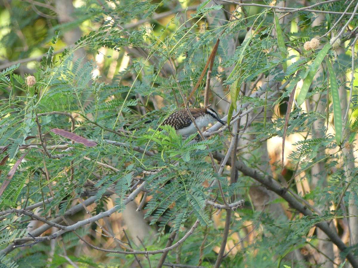 Rufous-naped Wren - ML614805656