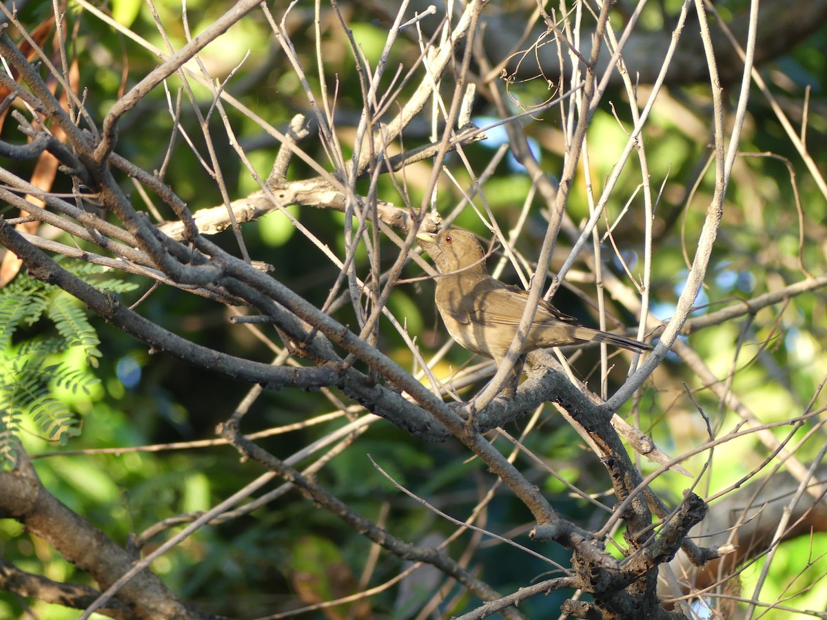 Clay-colored Thrush - ML614805659