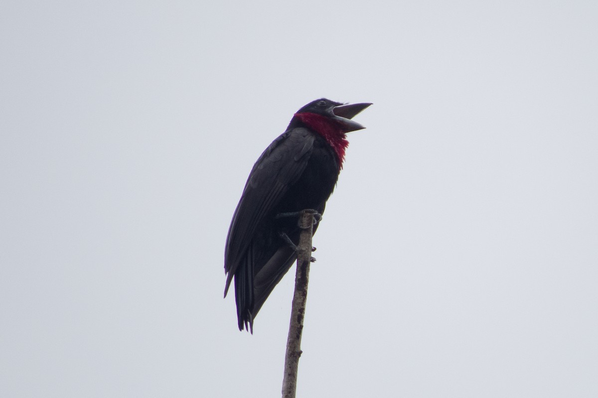 Purple-throated Fruitcrow - Carlos Peñaloza