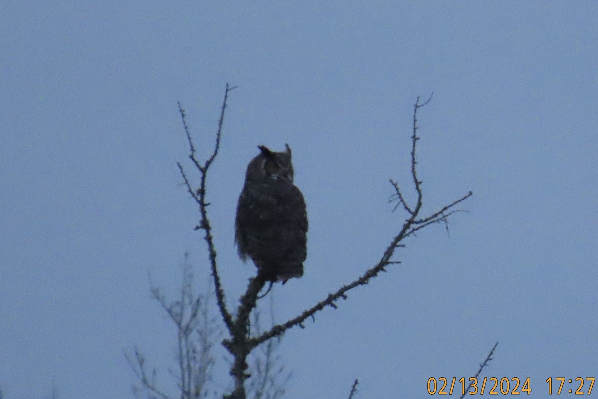 Great Horned Owl - ML614805662