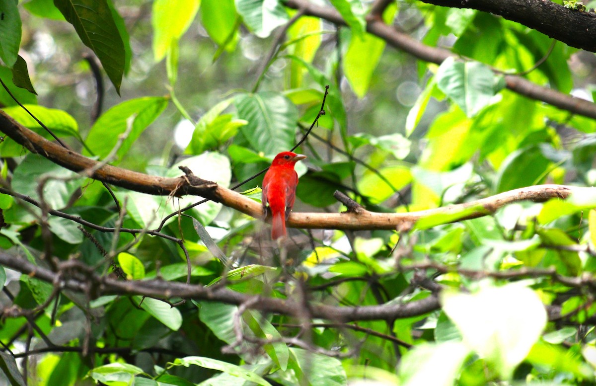 Summer Tanager - ML614805679