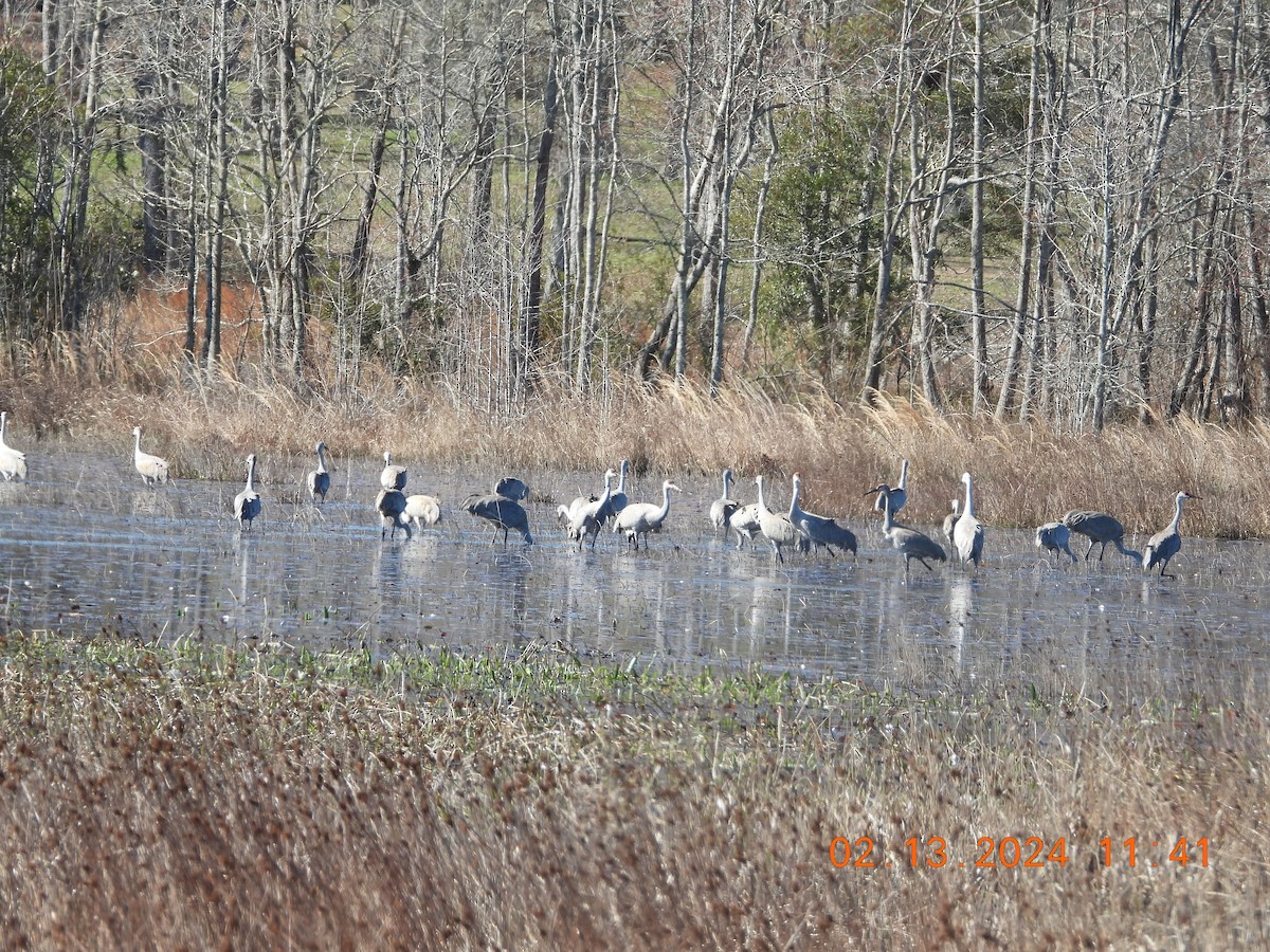 Sandhill Crane - ML614805680