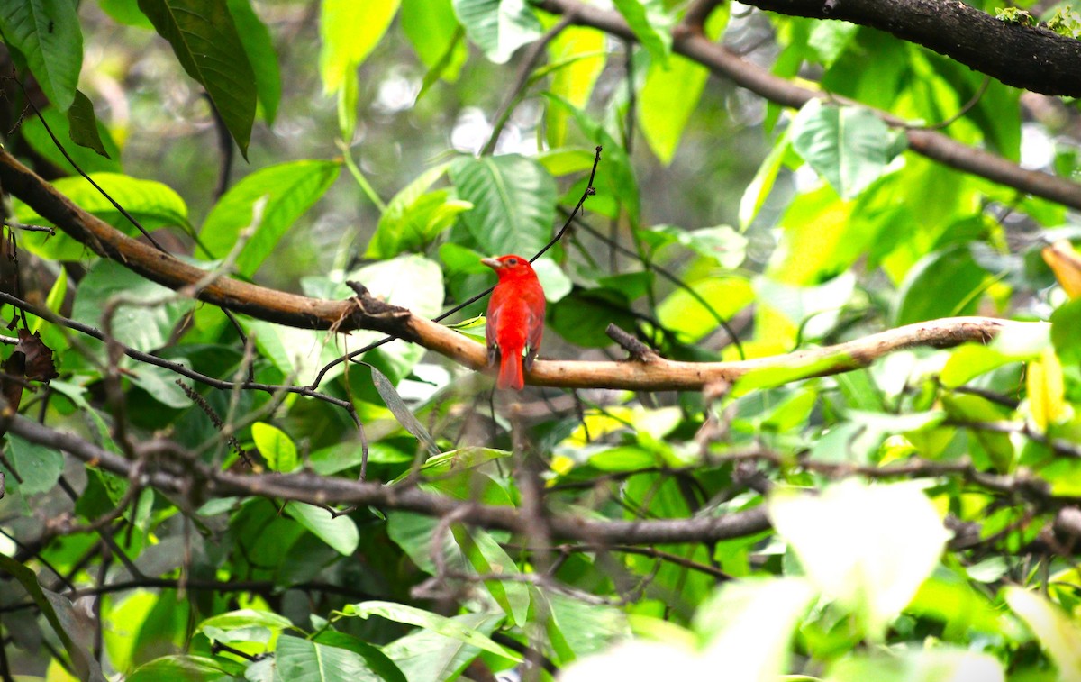 Summer Tanager - ML614805688