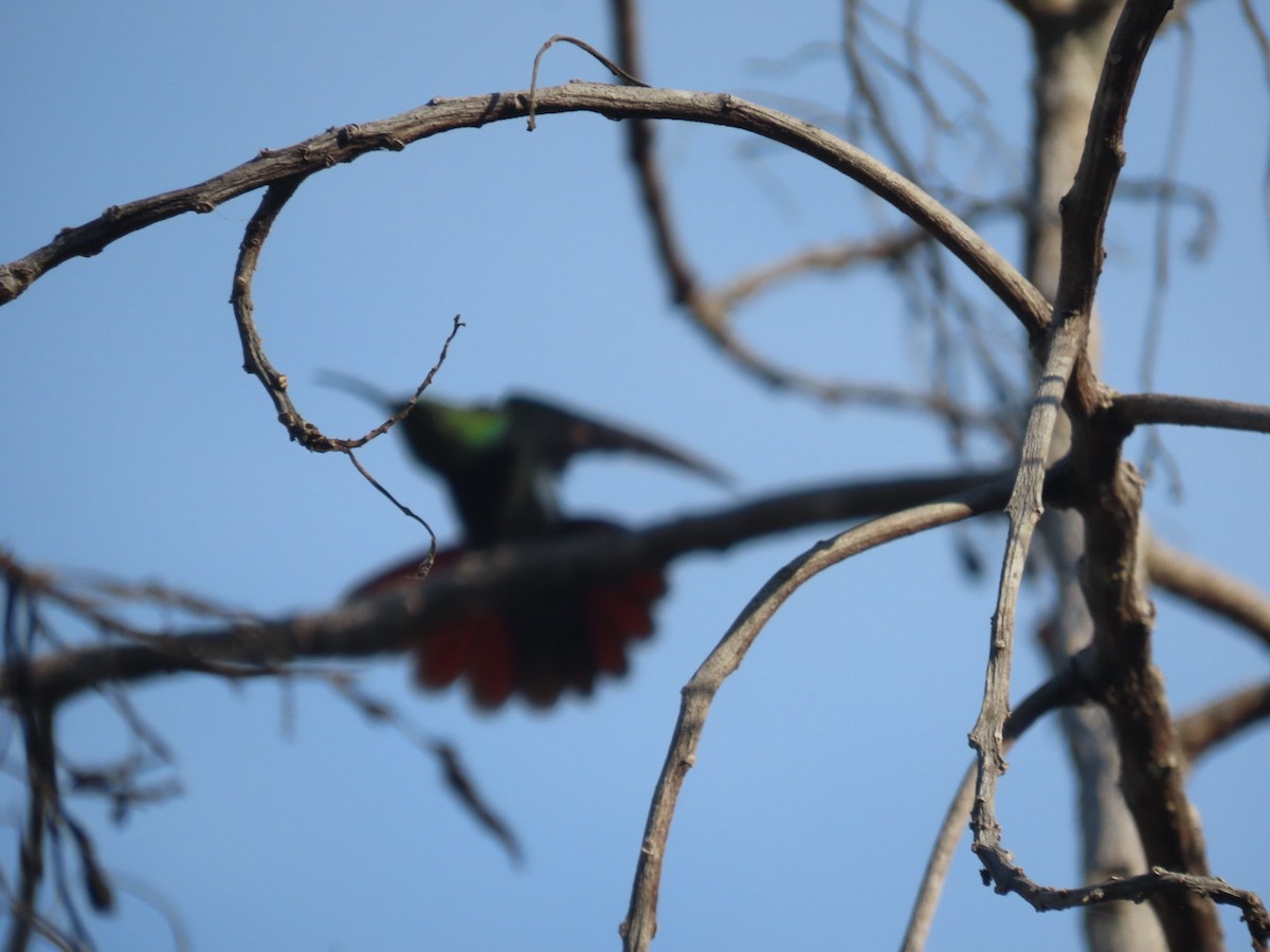 kolibřík smaragdový - ML614805736