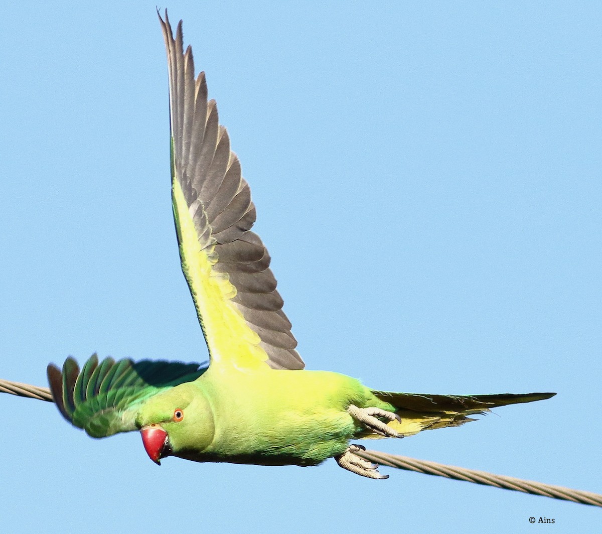 Rose-ringed Parakeet - ML614805926