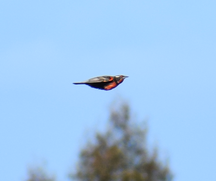 Long-tailed Meadowlark - ML614805932