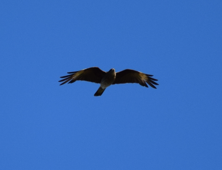 Chimango Caracara - Felipe Undurraga