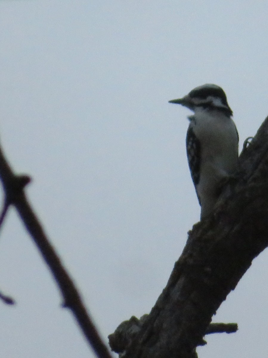 Hairy Woodpecker - ML614805996