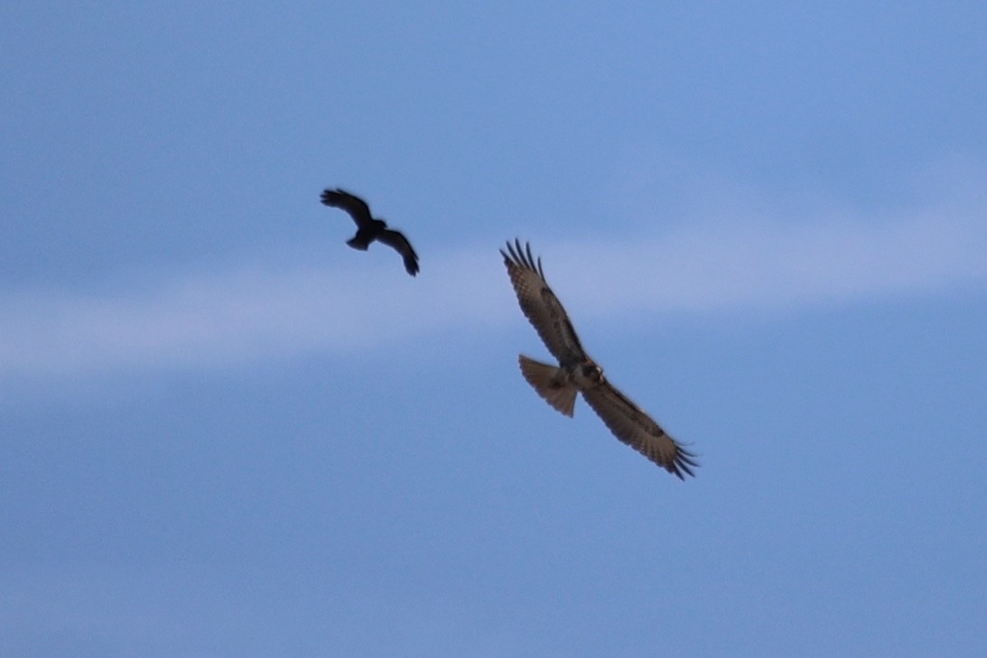 Red-tailed Hawk - ML614805997