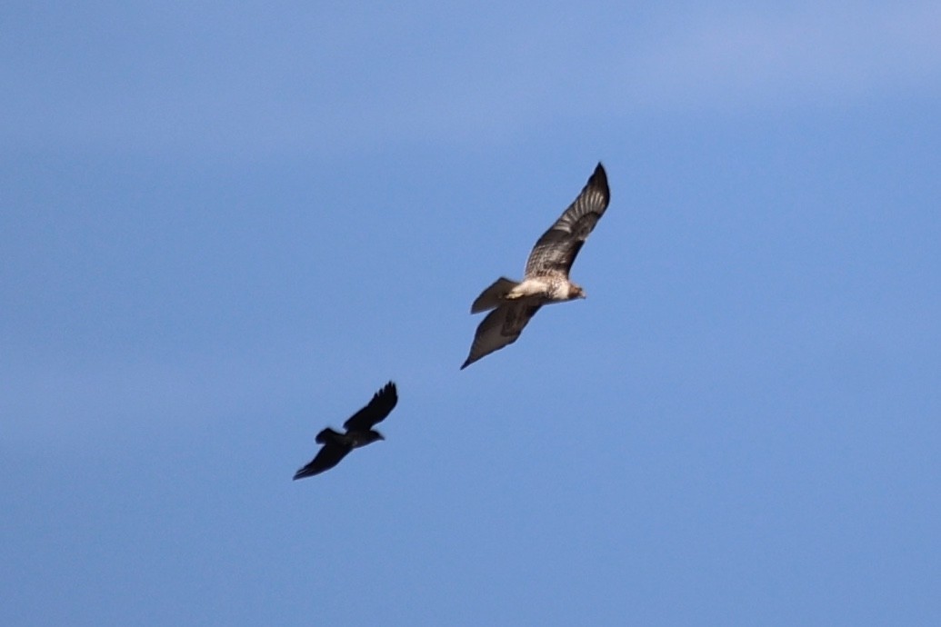 Red-tailed Hawk - ML614805998