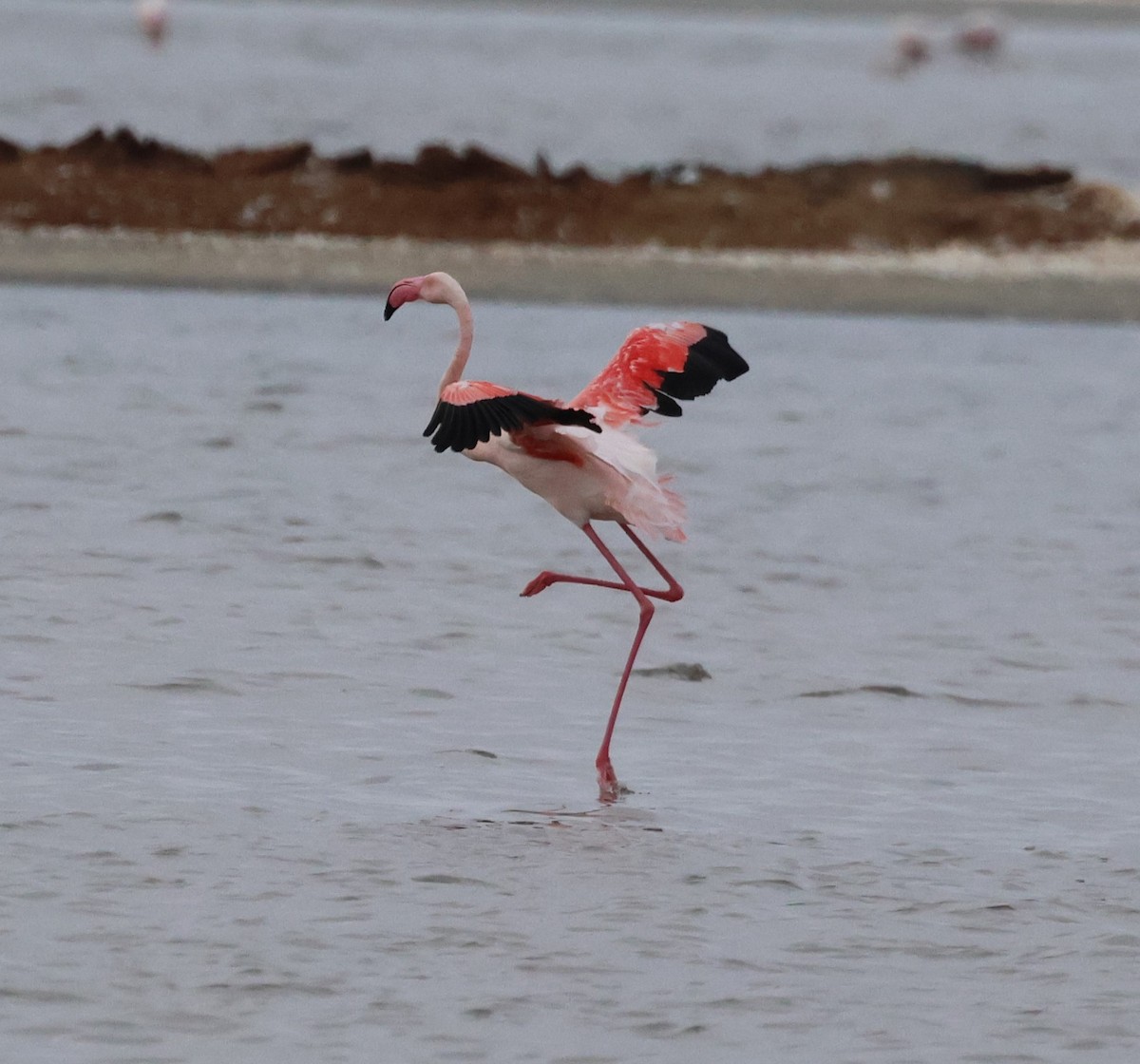 Greater Flamingo - ML614806012