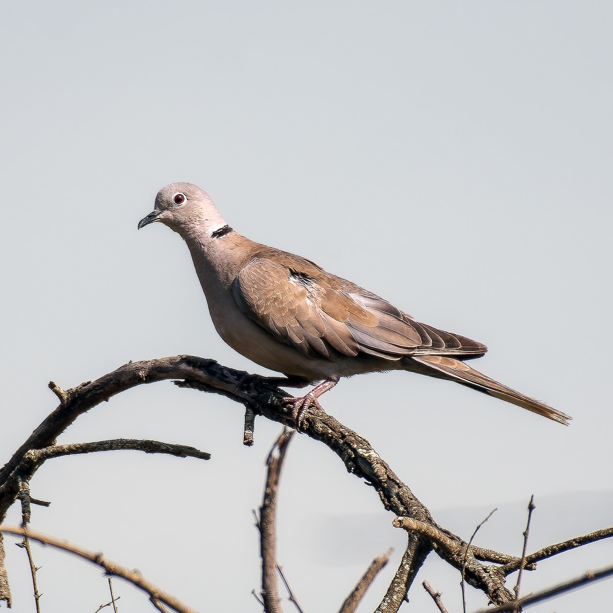 Eurasian Collared-Dove - ML614806038