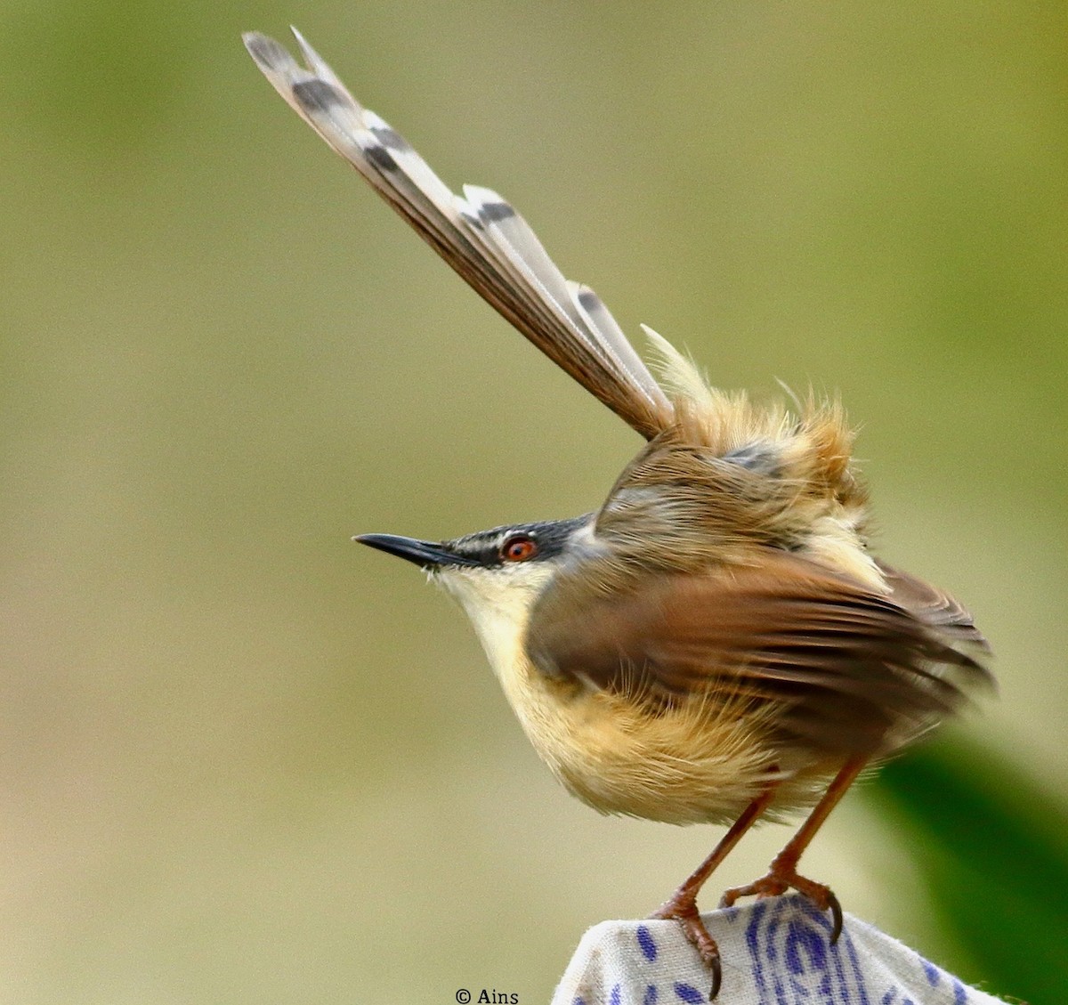 Ashy Prinia - ML614806054