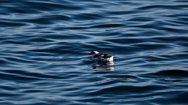 Black Guillemot - ML614806086