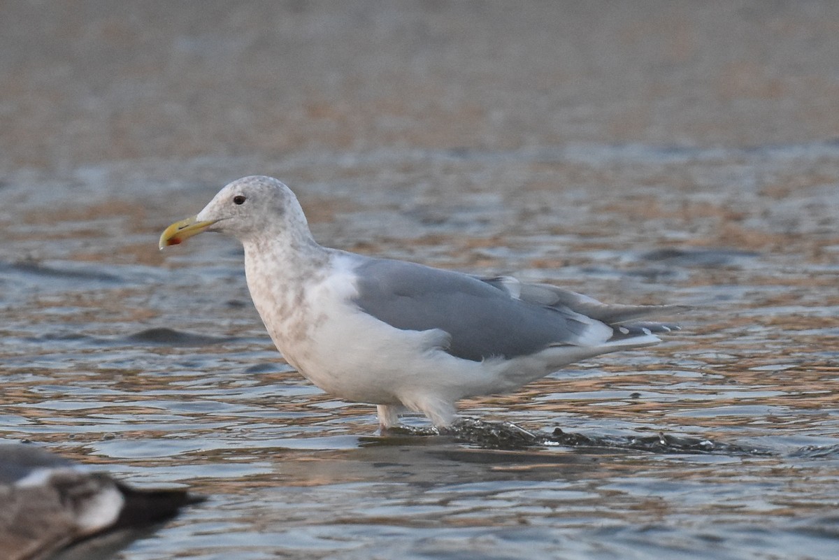 Goéland d'Audubon ou G. à ailes grises - ML614806142