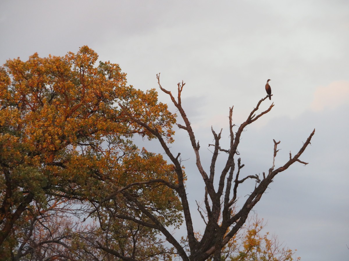 Double-crested Cormorant - ML614806156