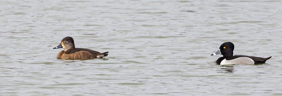 Ring-necked Duck - ML614806204